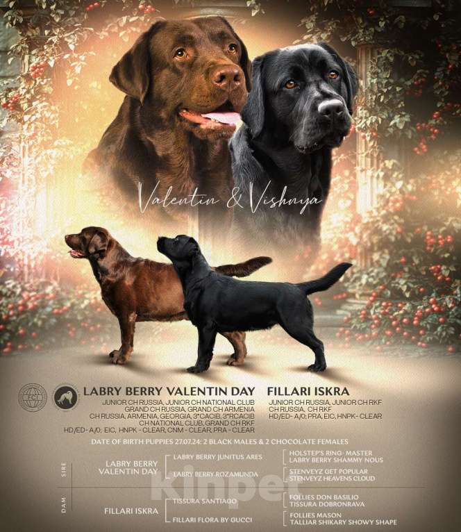 Собаки в Перми: Щенок лабрадора  Мальчик, 70 000 руб. - фото 3