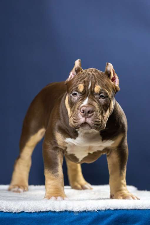 Собаки в Санкт-Петербурге: Щенок Американский булли покет Мальчик, 180 000 руб. - фото 3