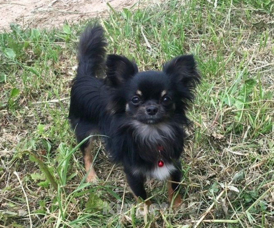 Собаки в Королеве: Молодой Чих ищет невесту! Мальчик, 10 000 руб. - фото 5