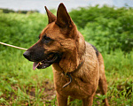Собаки в Москве: Санса Девочка, Бесплатно - фото 2