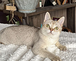 Кошки в Домодедово: Сингапура, Сингапурская кошка, котята , Москва Разнополые, Бесплатно - фото 5