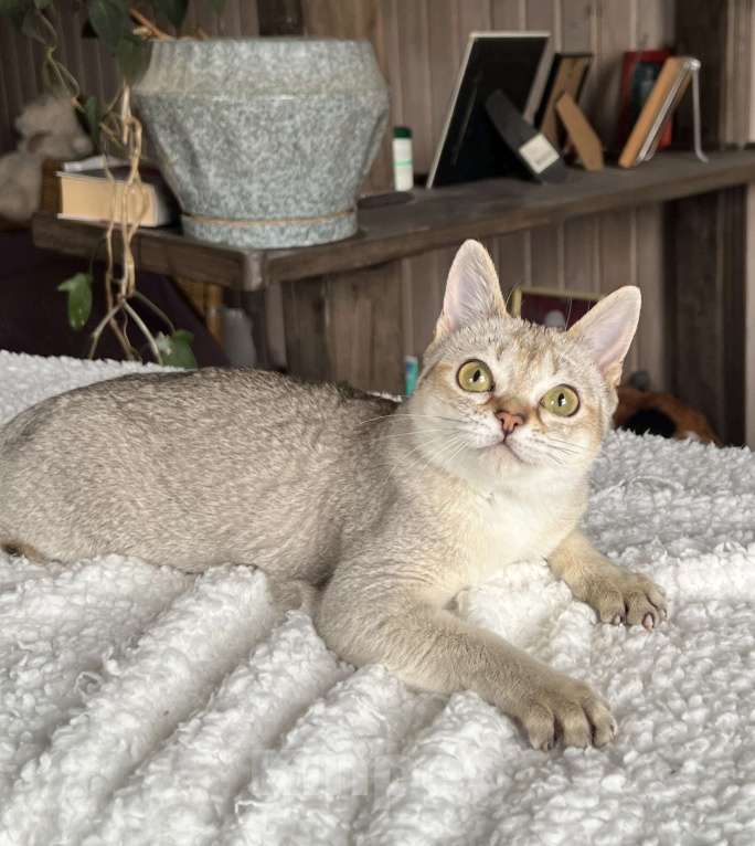 Кошки в Домодедово: Сингапура, Сингапурская кошка, котята , Москва Разнополые, Бесплатно - фото 5