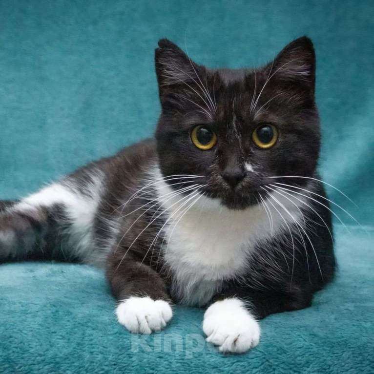 Кошки в Москве: Самая ласковая на свете кошечка Машенька ищет дом! Девочка, Бесплатно - фото 4