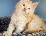 Кошки в Санкт-Петербурге: Котик кремовый  Мальчик, 40 000 руб. - фото 2