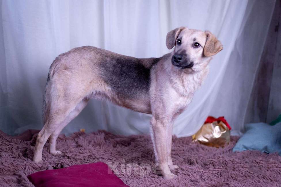 Собаки в других городах Московской области: Мальчик Бруно Мальчик, Бесплатно - фото 5