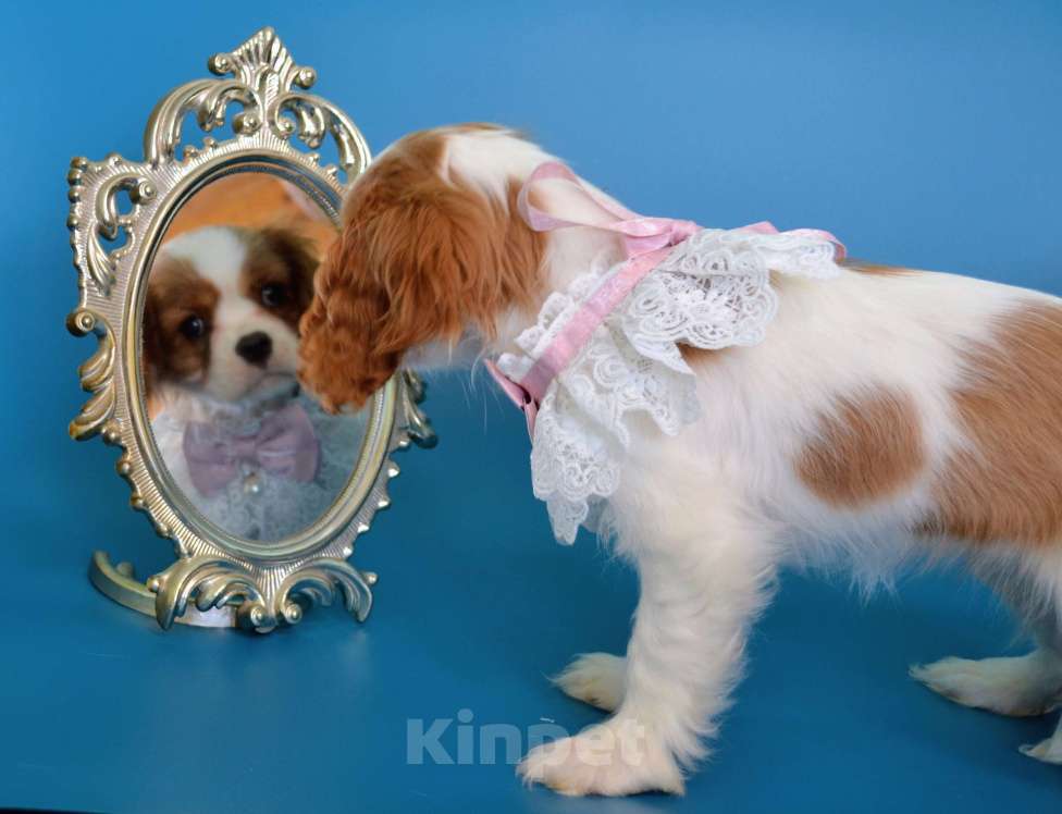 Собаки в Куровском: Девочка Бленхейм Девочка, 85 000 руб. - фото 2