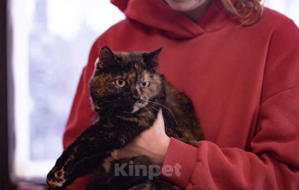 Кошки в Москве: История Харибо: когда ждать больше некого Девочка, Бесплатно - фото 2