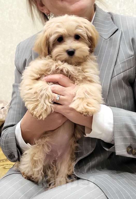 Собаки в Москве: Мальтипуf1  мини Девочка, Бесплатно - фото 1