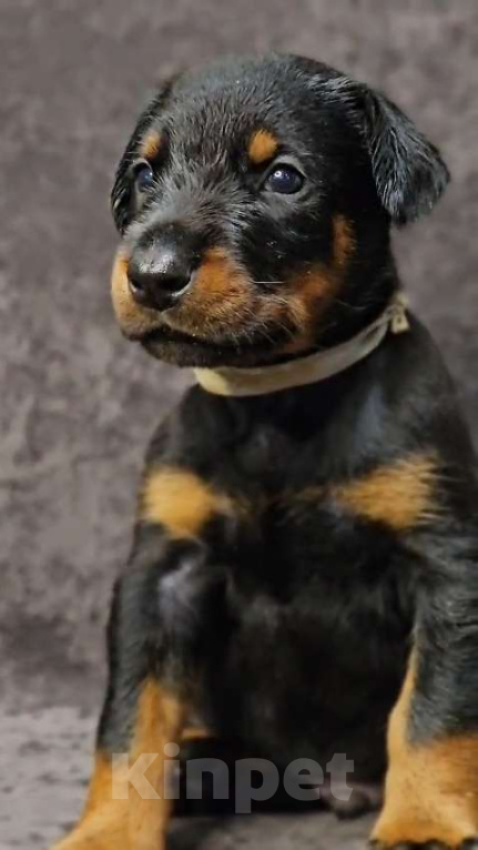 Собаки в Москве: Щенки добермана Девочка, Бесплатно - фото 4