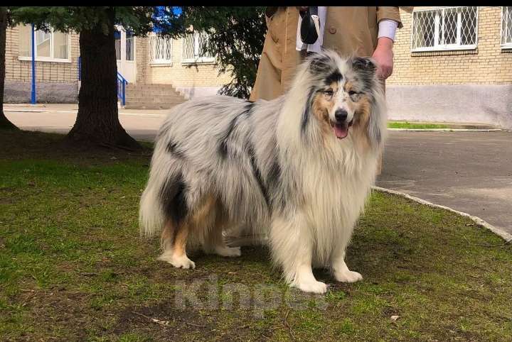 Собаки в Калининграде: Кобель шотландский овчарки(Колли) для вязки  Мальчик, 20 000 руб. - фото 2