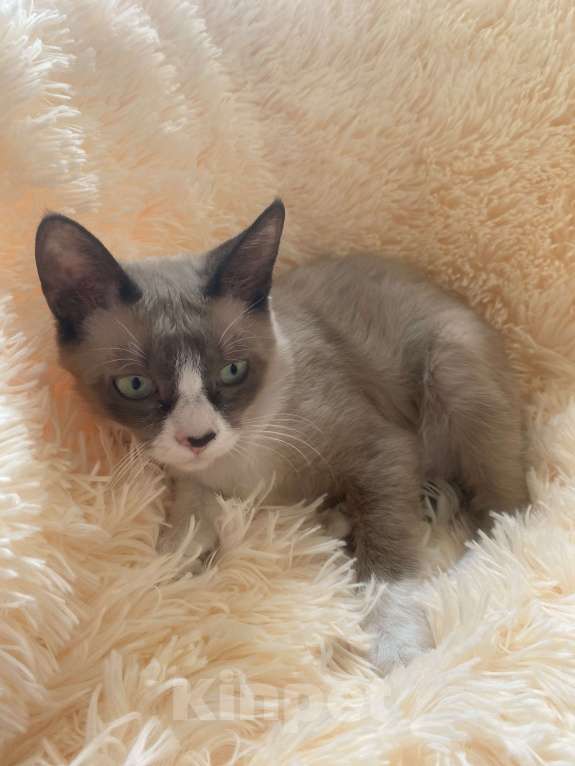 Кошки в Балашихе: Американский керл Мальчик, 15 000 руб. - фото 2