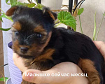 Собаки в Тюмени: Продам щенка  Девочка, 28 000 руб. - фото 1