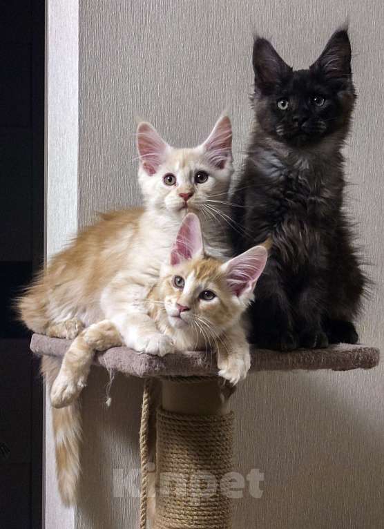 Кошки в Москве: Котята мейн-кун Мальчик, 40 000 руб. - фото 8