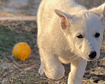Собаки в Екатеринбурге: Щенок Белой Щвейцарской овчарки девочка К/Ш Девочка, 50 000 руб. - фото 2