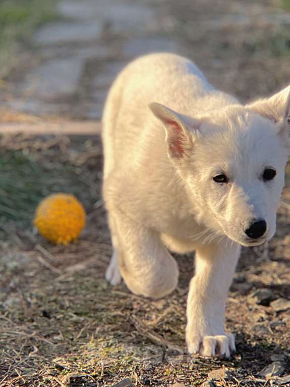 Собаки в Екатеринбурге: Щенок Белой Щвейцарской овчарки девочка К/Ш Девочка, 50 000 руб. - фото 2
