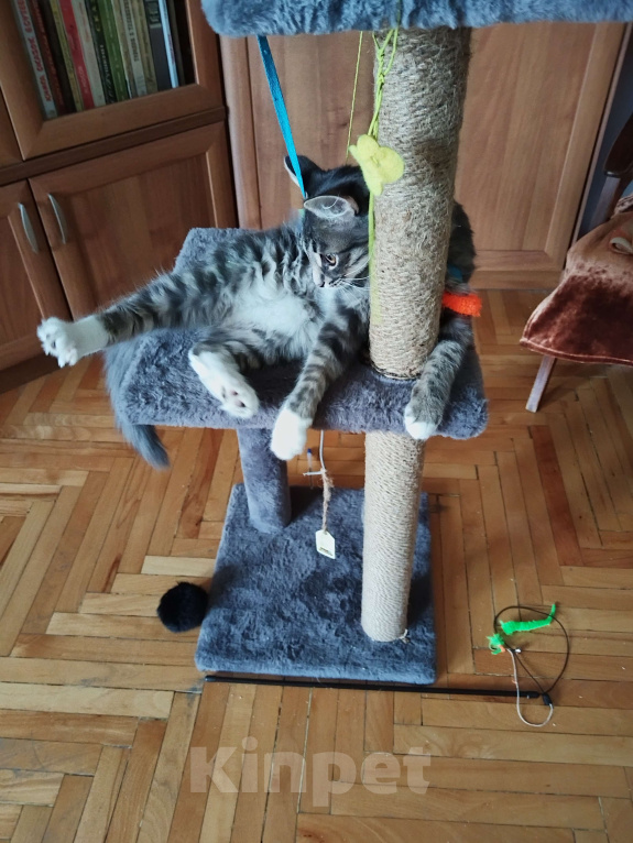 Кошки в Москве: Котенок Барсик в добрые руки Мальчик, Бесплатно - фото 5