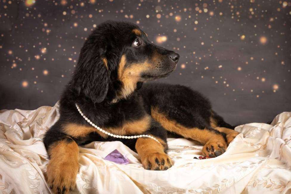 Собаки в Москве: Щенок ховаварта из питомника в Москве  Девочка, Бесплатно - фото 4