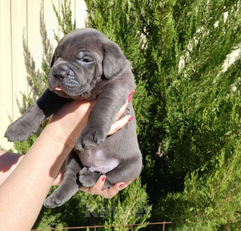 Собаки в Ростове-на-Дону: Щенки Кане Корсо (дети чемпионов) Мальчик, 60 000 руб. - фото 2