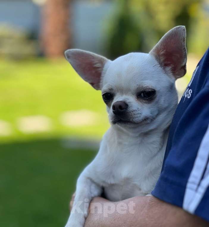 Собаки в Москве: МальЧишка в любимцы Мальчик, 40 000 руб. - фото 2