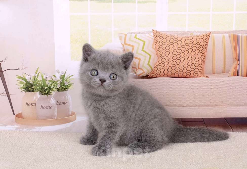 Кошки в Санкт-Петербурге: Британский котик голубого окраса Мальчик, 65 000 руб. - фото 3