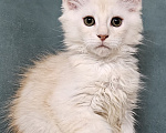 Кошки в Мытищах: Котенок Мейн-кун Мальчик, 50 000 руб. - фото 3