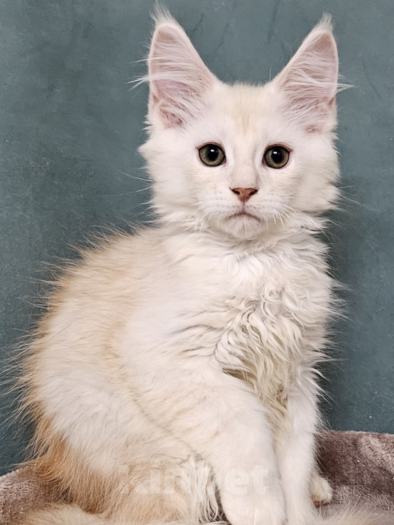 Кошки в Мытищах: Котенок Мейн-кун Мальчик, 50 000 руб. - фото 3