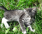 Кошки в Видном: Котенок в добрые руки Девочка, 100 руб. - фото 1