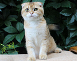 Кошки в Полярном Зоре: вислоухий котик золотого окраса, 10 000 руб. - фото 3