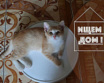 Кошки в Курске: рыжий котенок - счастье в дом Девочка, Бесплатно - фото 1