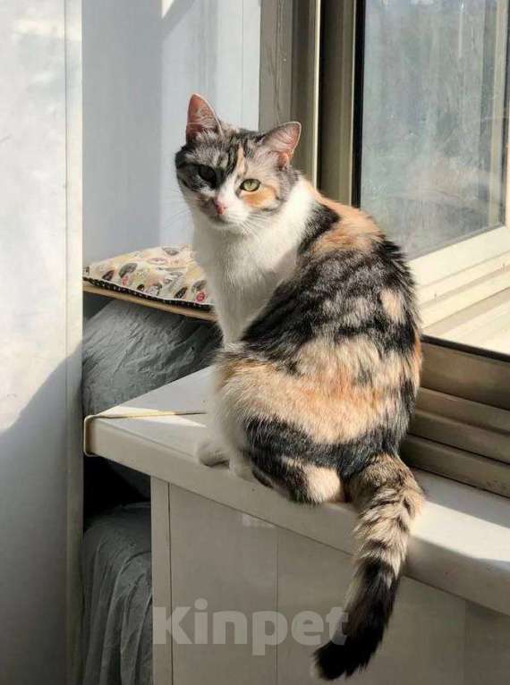 Кошки в Москве: ласковая кошка Шурочка ищет дом Девочка, Бесплатно - фото 3