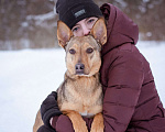 Собаки в Москве: Ушастик в поисках семьи Мальчик, Бесплатно - фото 4