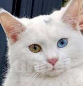 Кошки в Москве: Белый котёнок Бусинка в добрые руки  Девочка, Бесплатно - фото 1