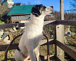 Собаки в Сочи: малыши ищут дом Девочка, Бесплатно - фото 6