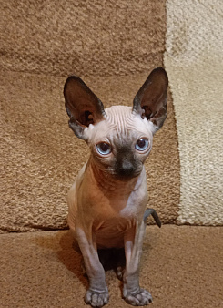 Котёнок сфинкс мальчик
