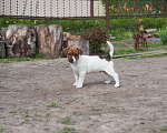 Собаки в Рязани: Гладкий король Мальчик, 45 000 руб. - фото 6
