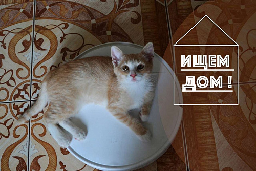 Объявление: рыжий котенок - счастье в дом, Бесплатно, Курск