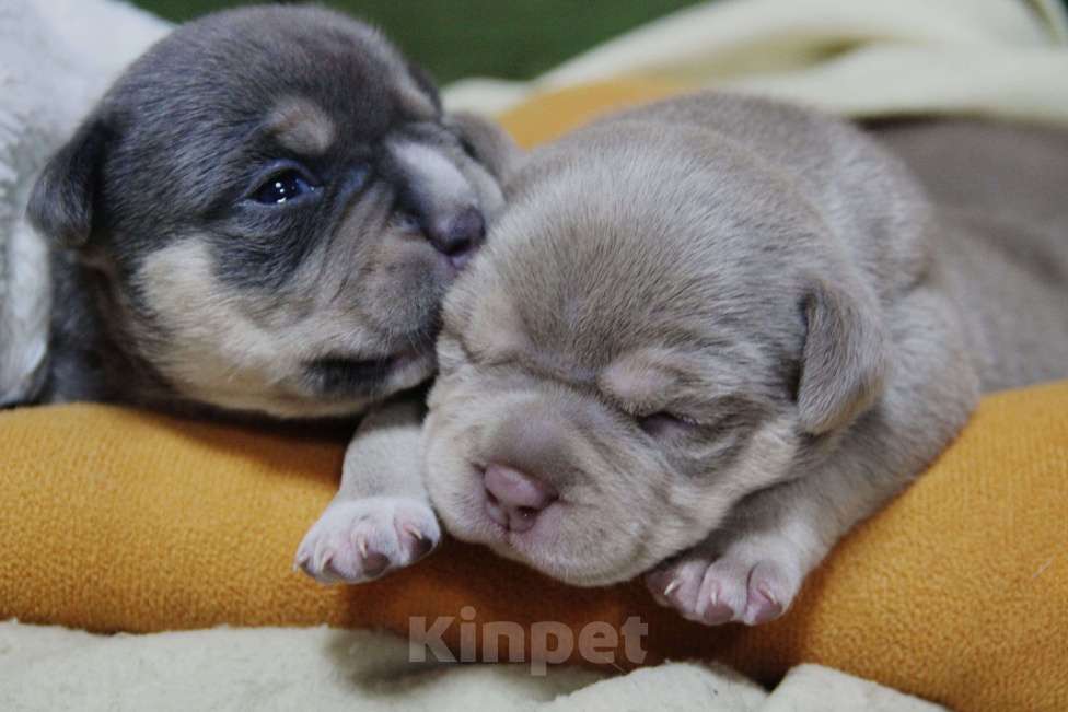 Собаки в Красноярске: Продам щенков американского булли Мальчик, 80 000 руб. - фото 1