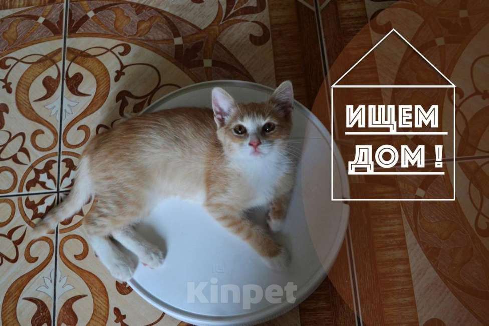 Кошки в Курске: рыжий котенок - счастье в дом Девочка, Бесплатно - фото 1