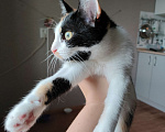 Кошки в Челябинске: Кошечка 6 месецев Девочка, Бесплатно - фото 2