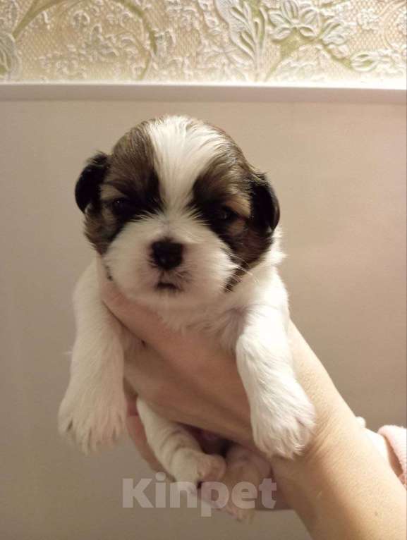 Собаки в Рыбинске: Щенок ши-тцу Мальчик, 40 000 руб. - фото 1