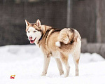 Собаки в Москве: Красавчик хаски Харт в добрые руки. Мальчик, Бесплатно - фото 4