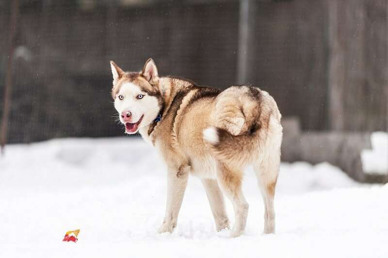 Собаки в Москве: Красавчик хаски Харт в добрые руки. Мальчик, Бесплатно - фото 4