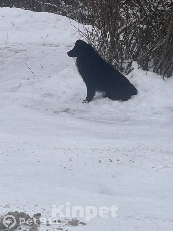 Собаки в других городах Владимирской области: Добрый пес  Мальчик, Бесплатно - фото 6