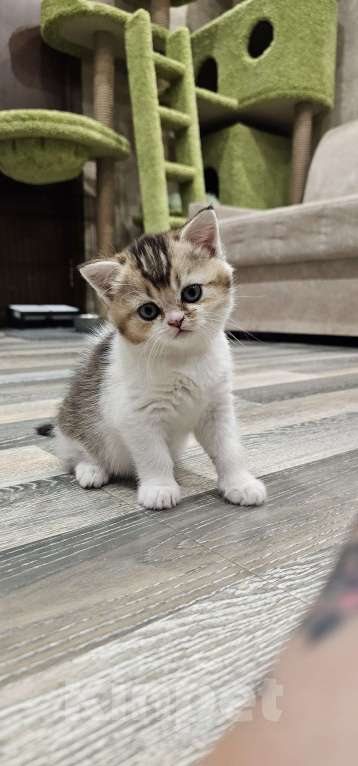 Кошки в Балашихе: Прямоухая малышка Девочка, 30 000 руб. - фото 1