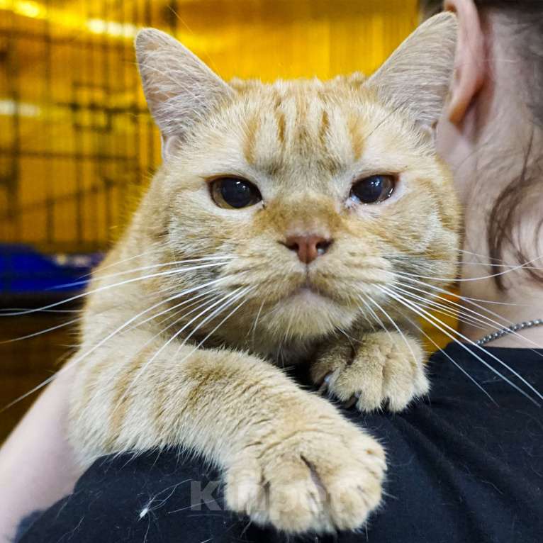 Кошки в Москве: Красавчик Мальчик, Бесплатно - фото 3