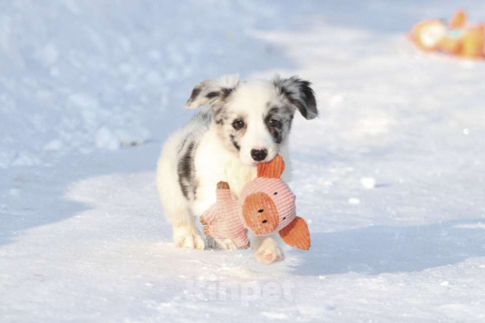 Собаки в Москве: Вельш корги кардиган-девочка Девочка, 60 000 руб. - фото 4
