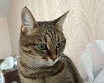 Кошки в Краснодаре: Кошечка ищет дом Девочка, Бесплатно - фото 2
