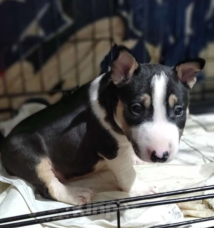 Собаки в Краснодаре: Минибультерьеры Мальчик, 50 000 руб. - фото 2