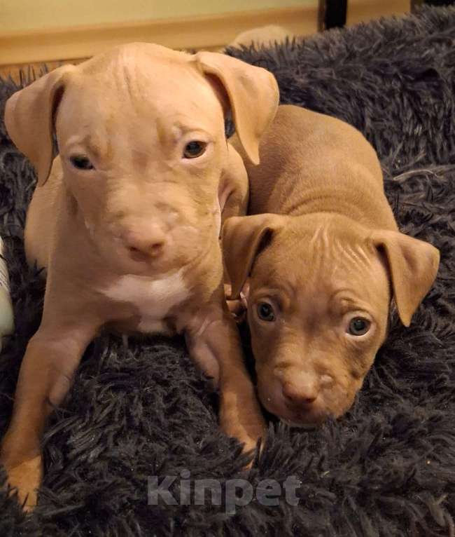 Собаки в Санкт-Петербурге: Клубные щенки питбультерьера Мальчик, 25 000 руб. - фото 2