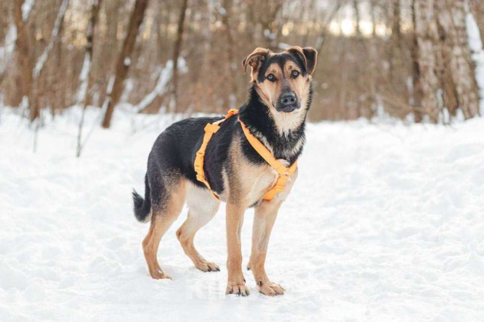 Собаки в Москве: Щенок в добрые руки Девочка, Бесплатно - фото 5